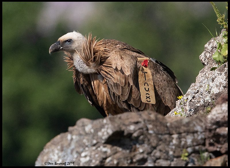 _9SB2522 griffon Vulture.jpg